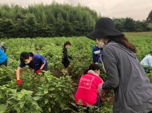 2022.8.6ひまわり除草作業4