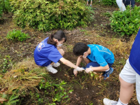 協和の杜除草作業8