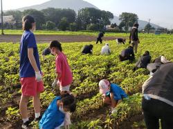 ひまわり除草作業2