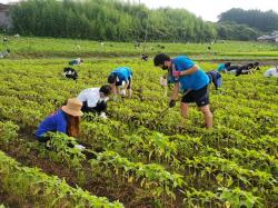 ひまわり除草作業3